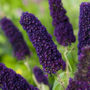 Budleja Dávidova - Buddleja Davidii  ´AFRICAN QUEEN´, kont. C2L